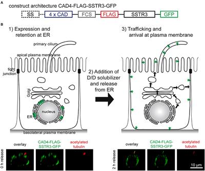 Synchronizing Protein Traffic to the Primary Cilium